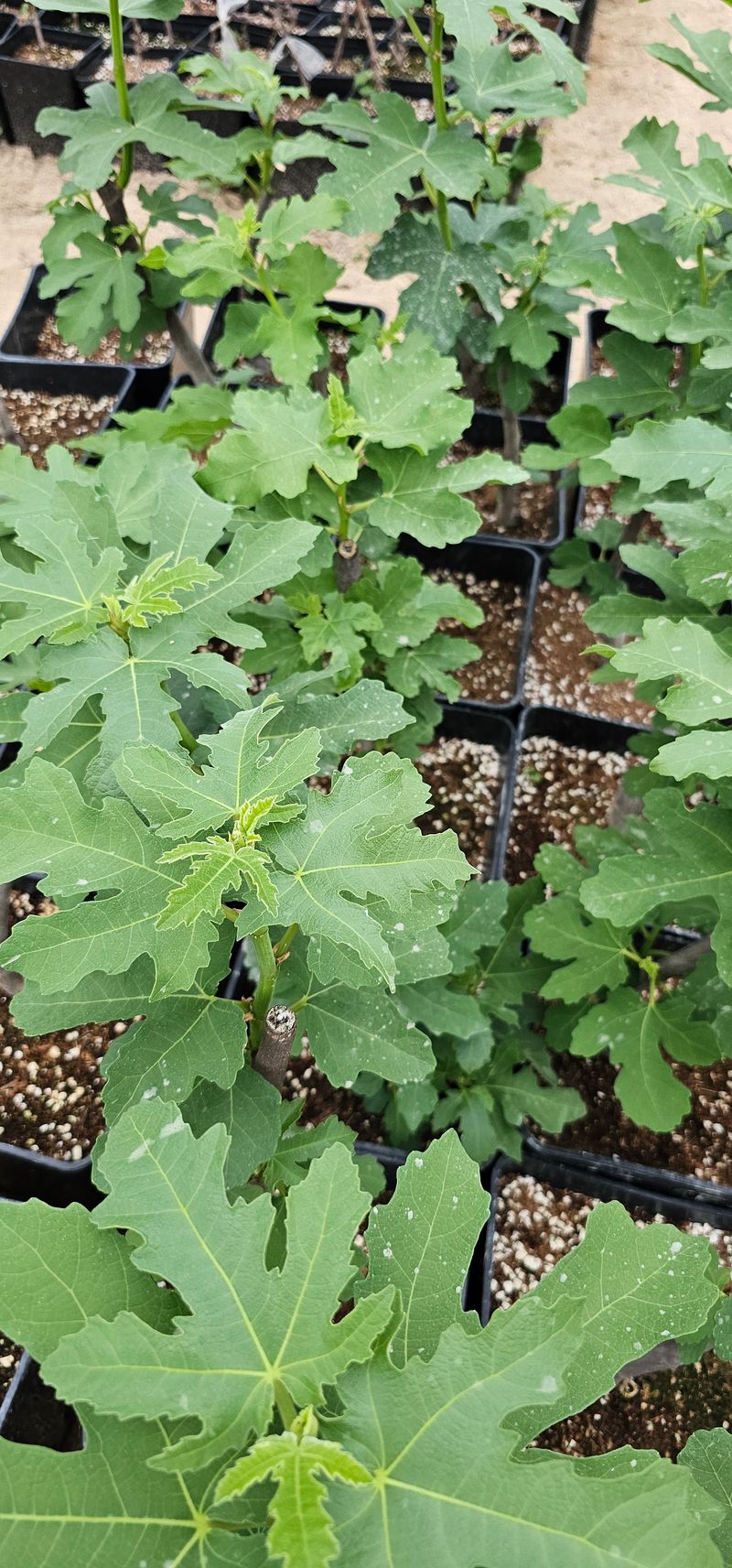 뿌리묘목농원님의 장터 판매 상품 [무화과 바나네 2년생  (7호포트묘)] 첨부 사진