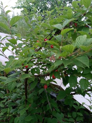 두릅나무16580님의 자유주제 · 자유게시판 작성글 사진