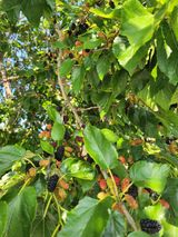 팜모닝 기타작물·영농일지 게시글 이미지