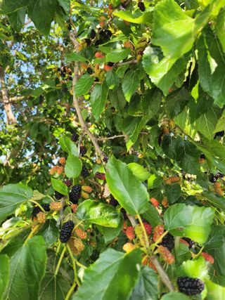 박미란님의 기타작물 · 영농일지 작성글 사진