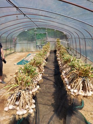 성주 농업인님의 마늘 · 영농일지 작성글 사진