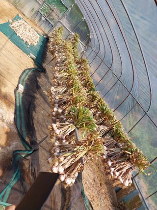 성주 농업인님의 마늘 · 영농일지 작성글 사진