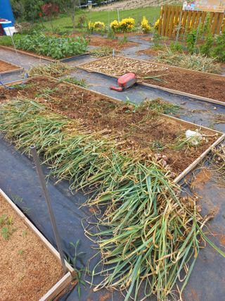 유기농으로키우자님의 자유주제 · 자유게시판 작성글 사진