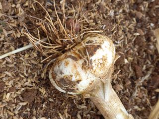 유기농으로키우자님의 자유주제 · 자유게시판 작성글 사진