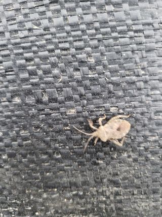 초보농 유경님의 고추 · 병해충상담 작성글 사진