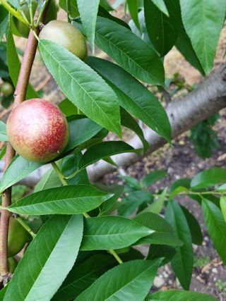 배경수 님의 자유주제 · 자유게시판 작성글 사진