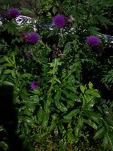 팜모닝 자유주제·사진전 게시글 이미지