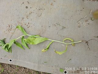 문서연님의 들깨 · 병해충상담 작성글 사진