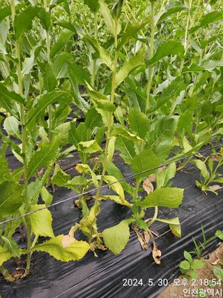 문서연님의 들깨 · 병해충상담 작성글 사진