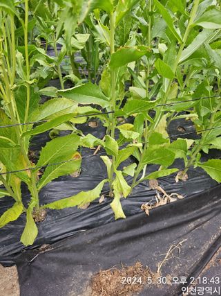 문서연님의 들깨 · 병해충상담 작성글 사진