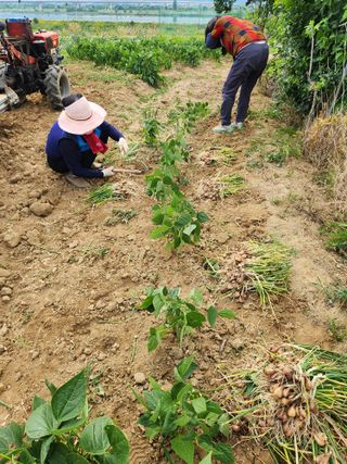 장재갑님의 파 · 영농일지 작성글 사진
