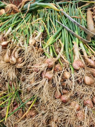 장재갑님의 파 · 영농일지 작성글 사진