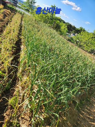 장재갑님의 파 · 영농일지 작성글 사진