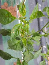 팜모닝 고추·병해충상담 게시글 이미지