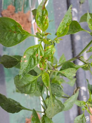 매실5861님의 고추 · 병해충상담 작성글 사진