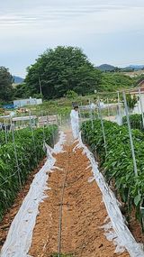 팜모닝 고추·영농일지 게시글 이미지