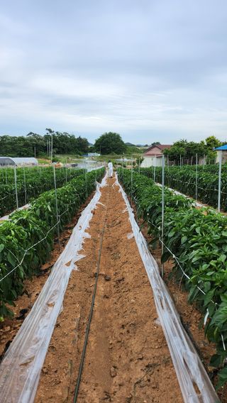 팜블리분매리농윈님의 고추 · 영농일지 작성글 사진