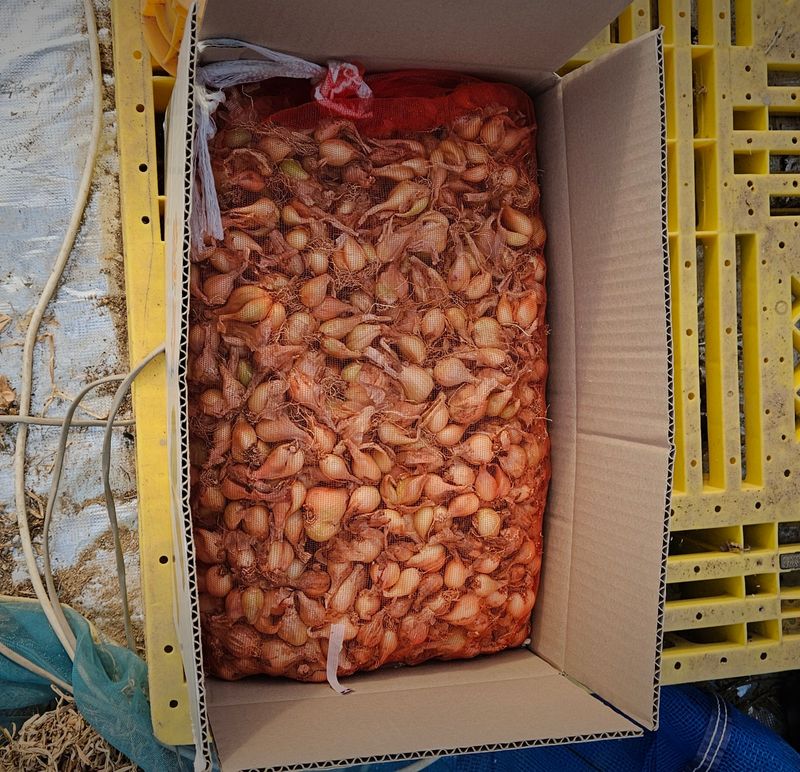 전유나님의 장터 판매 상품 [판매 종료] 첨부 사진