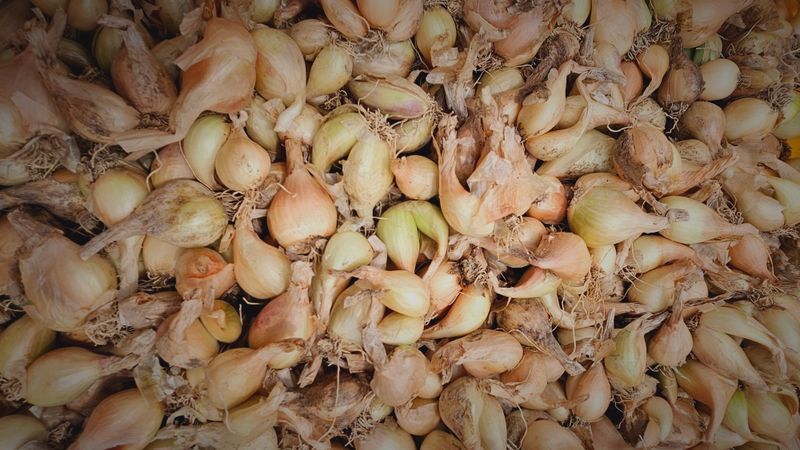 전유나님의 장터 판매 상품 [판매 종료] 첨부 사진