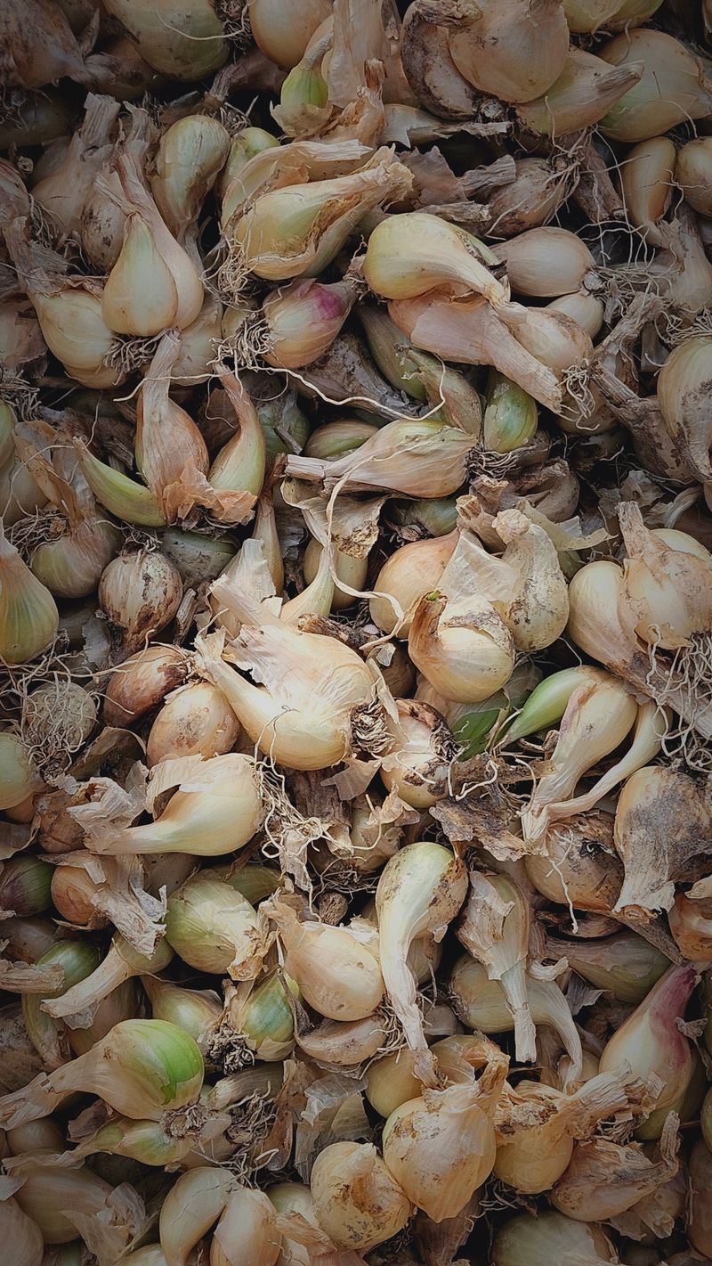 전유나님의 장터 판매 상품 [판매 종료] 첨부 사진