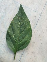 팜모닝 고추·병해충상담 게시글 이미지