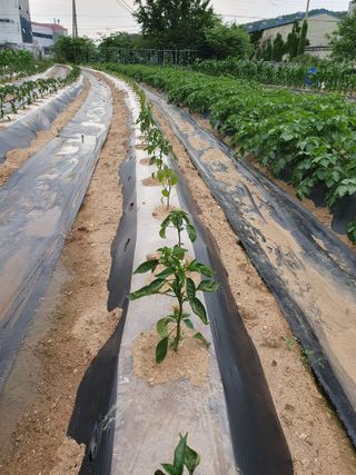 주옥님의 자유주제 · 자유게시판 작성글 사진