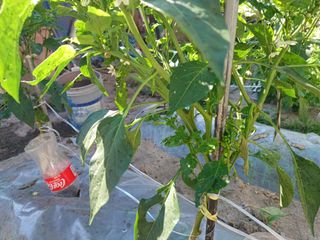 김태봉님의 고추 · 병해충상담 작성글 사진