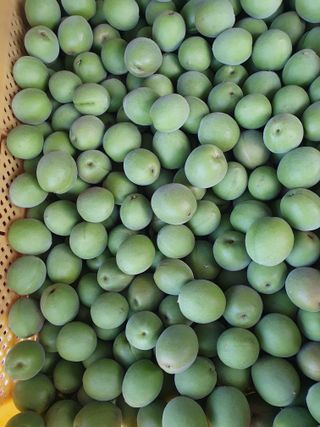 매실향기차향기님의 매실 · 영농일지 작성글 사진