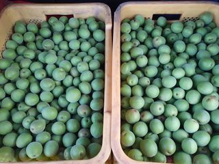 매실향기차향기님의 매실 · 영농일지 작성글 사진