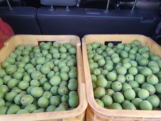 매실향기차향기님의 매실 · 영농일지 작성글 사진