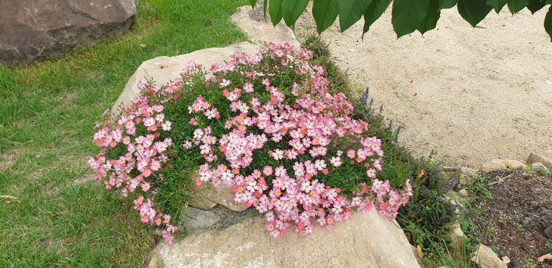 내가먹을껀내가키우기님의 장터 판매 상품 [밀양 단장면 말린 고사리 100g] 첨부 사진