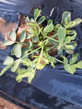 팜모닝 기타작물·병해충상담 게시글 이미지