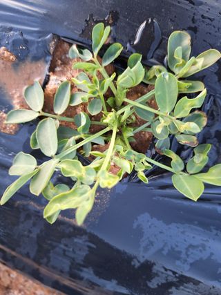 허허실실님의 기타작물 · 병해충상담 작성글 사진