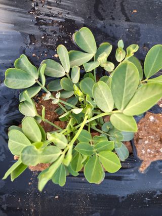 허허실실님의 기타작물 · 병해충상담 작성글 사진