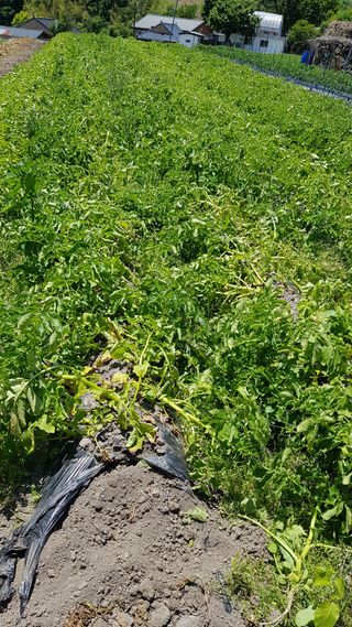 지리산애플자연농원님의 자유주제 · 자유게시판 작성글 사진