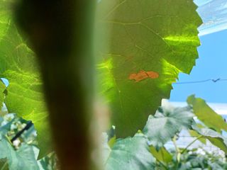 이용석님의 포도 · 병해충상담 작성글 사진