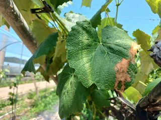 이용석님의 포도 · 병해충상담 작성글 사진