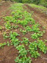 팜모닝 자유주제·자유게시판 게시글 이미지