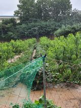 팜모닝 팜모닝·출석 게시글 이미지