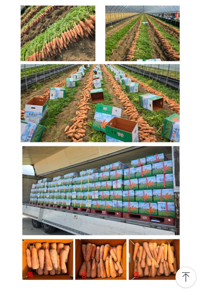 미야님의 장터 판매 상품 [경남 하우스 당근 5kg 10kg] 첨부 사진