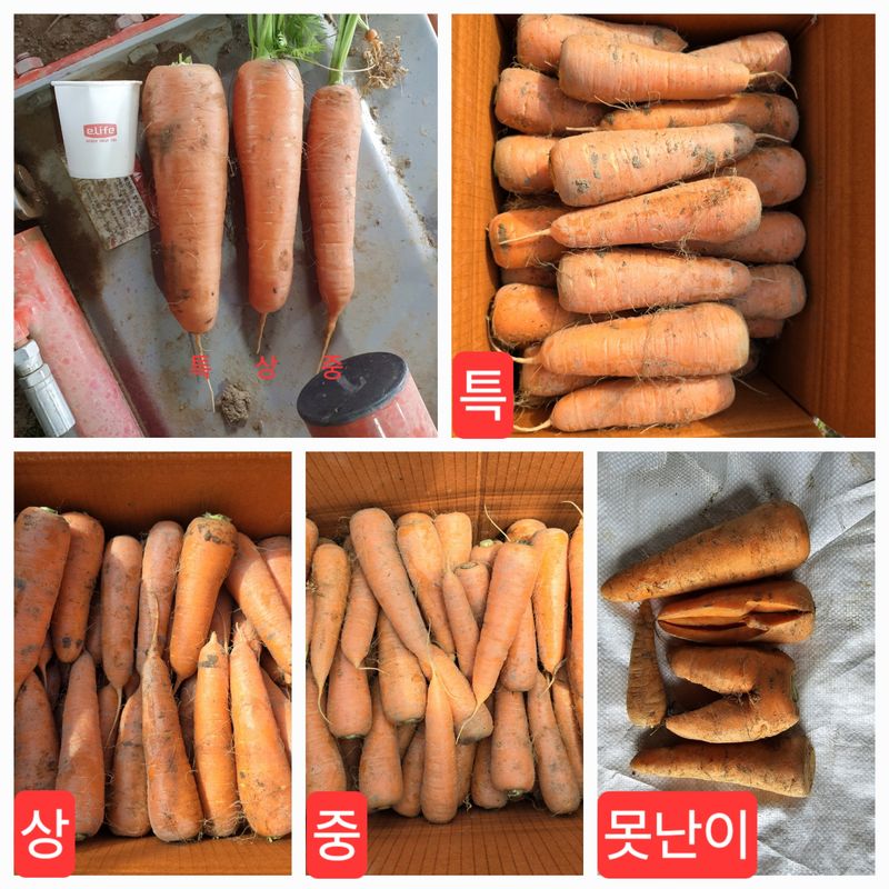 미야님의 장터 판매 상품 [경남 하우스 당근 5kg 10kg] 첨부 사진