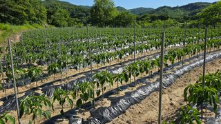 산들바람님의 고추 · 영농일지 작성글 사진