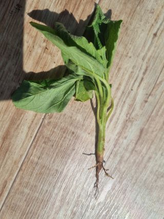 정환기님의 참깨 · 병해충상담 작성글 사진