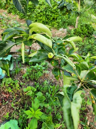 maista님의 배 · 병해충상담 작성글 사진