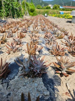 상추10383님의 자유주제 · 자유게시판 작성글 사진