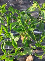 팜모닝 고추·병해충상담 게시글 이미지