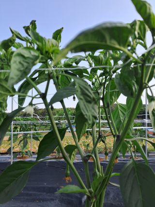 촬스리님의 고추 · 병해충상담 작성글 사진