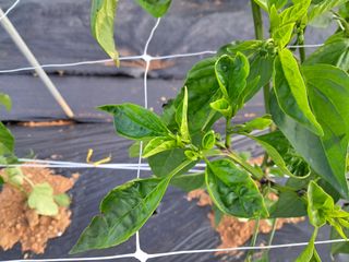 촬스리님의 고추 · 병해충상담 작성글 사진