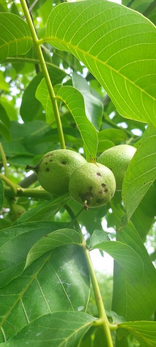 윤중만님의 기타작물 · 병해충상담 작성글 사진