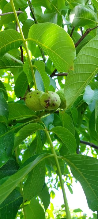 윤중만님의 기타작물 · 병해충상담 작성글 사진
